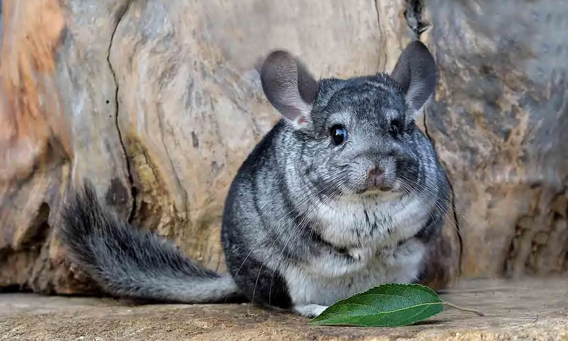 semad-resgata-e-transporta-93-chinchilas-em-situa-o-de-maus-tratos-na