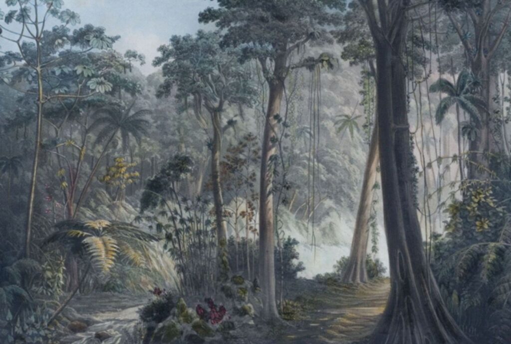 Floresta nos arredores de Nova Friburgo segundo Hermann Burmeister