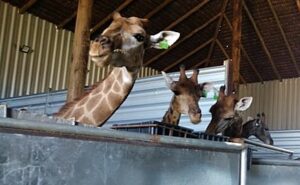 Associação denuncia perseguição ao servidor do IBAMA no caso das 18 girafas importadas da África do Sul