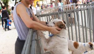 Exposul Rural terá feira de adoção de cães e coleta seletiva em Cachoeiro