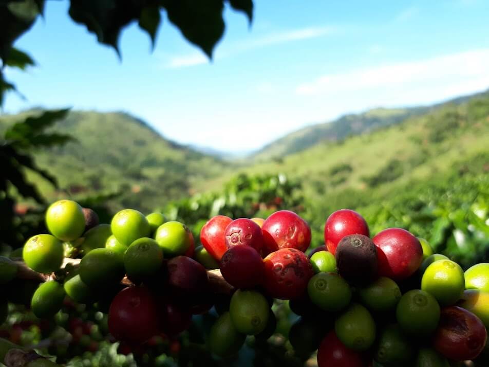 plantação de café