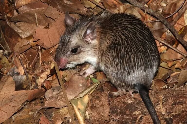 Foto de um roedor em habitat natural