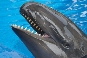 wholphin
