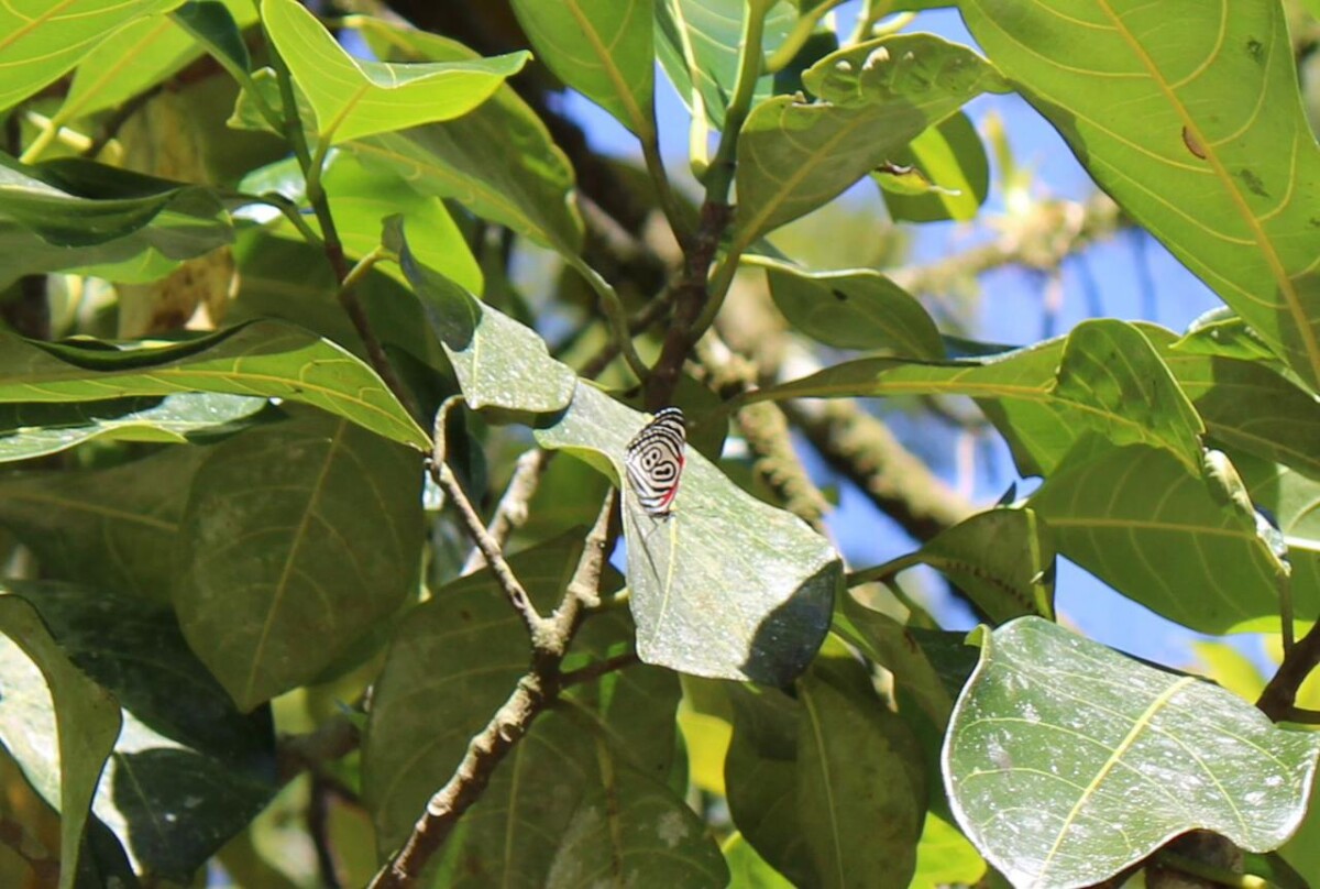Foto tirada da rara borboleta Diaethria clymena