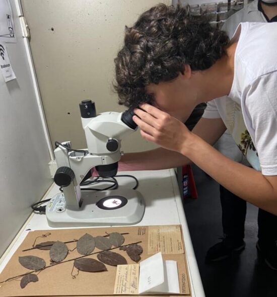 Foto de uma pessoa observando uma das espécies do herbário da UERJ em um microscópio.