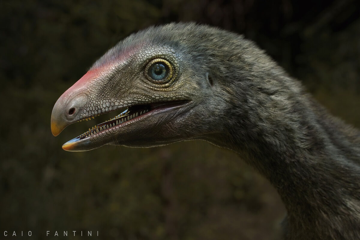Imagem digitalizada de um Venetoraptor