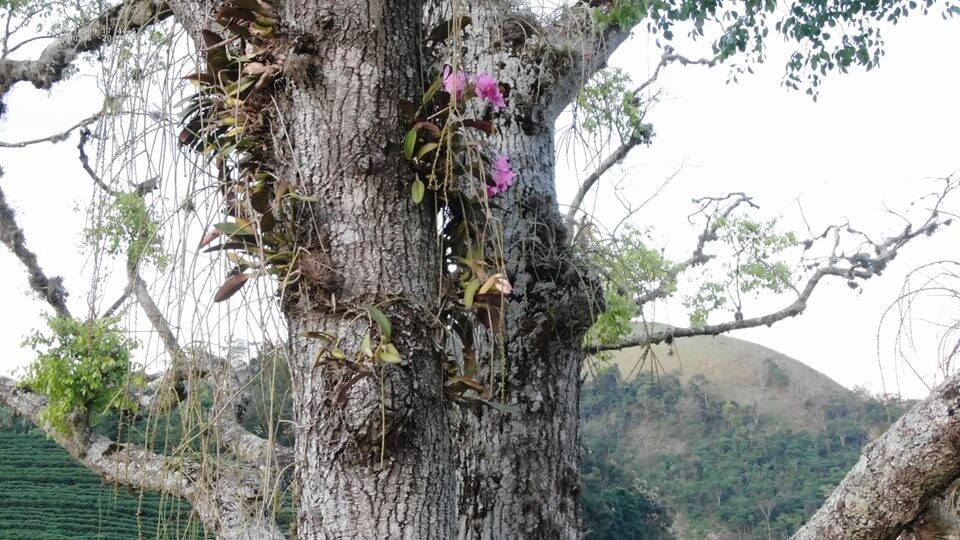 Orquídea em extinção no Espírito Santo é encontrada na região do Monumento  Natural Estadual Serra das Torres - Rota Verde