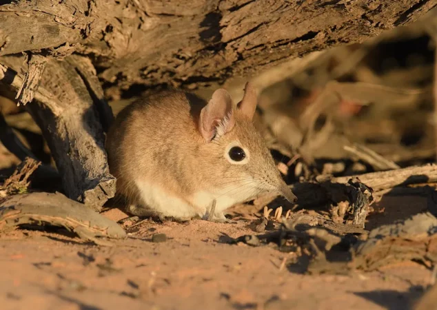 Um Bushveld sengi (Elephantulus intufi), fotografado pela Dra. Maria Oosthuizen
